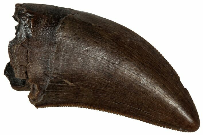 Serrated, Tyrannosaur (Nanotyrannus) Tooth - Montana #350390